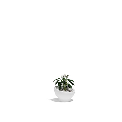 Pot - Luna
